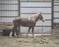 sport-belgian-draft-horse