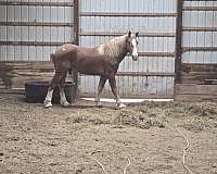 belgian-stallion