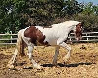 blue-eyed-stallion-clydesdale-horse