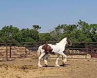 blue-eyed-stallion-drum-horse