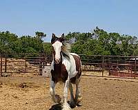 blue-eyed-stallion-shire-horse