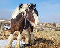 tobiano-drum-stallion