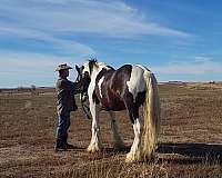 shire-clydesdale-stallion