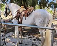 trail-riding-stallion-andalusian-horse
