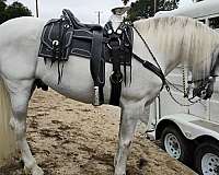master-andalusian-horse