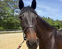 anyone-quarter-horse