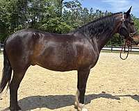 arena-quarter-horse