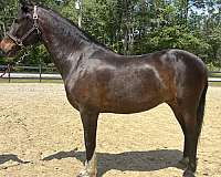 back-quarter-horse