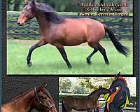 all-around-lusitano-horse