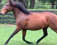 athletic-lusitano-horse
