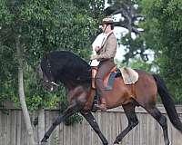 classical-lusitano-horse