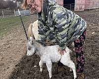 colt-for-sale-miniature-pony