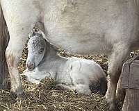 eyes-miniature-pony