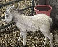 blue-eyes-miniature-pony