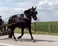 draft-cross-mare-percheron-horse