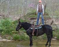 big-mare-percheron-horse
