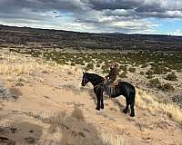 percheron-cross-mare-horse