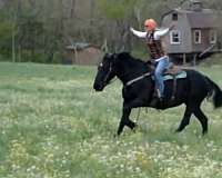 great-family-horse-percheron