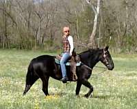 p-percheron-horse