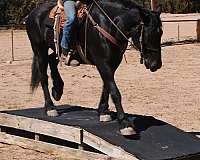 draft-cross-mare-horse