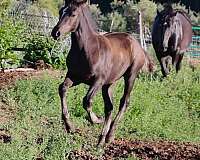 black-star-horse