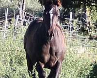 all-around-percheron-horse