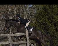 all-thoroughbred-horse