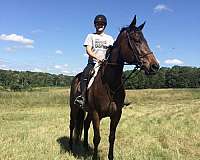 around-thoroughbred-horse