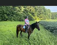 all-ages-thoroughbred-horse