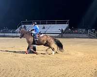 quarter-horse-mare