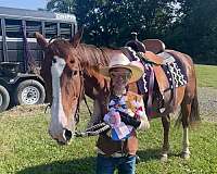 quarter-horse-for-sale