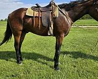 a-show-cleveland-bay-horse
