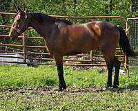 animals-cleveland-bay-horse