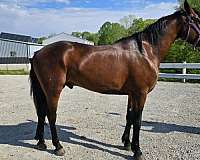 barn-cleveland-bay-horse