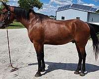 a-show-cleveland-bay-horse