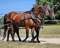 animals-cleveland-bay-horse