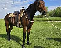 barn-cleveland-bay-horse