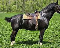 white-socks-blaze-horse