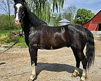 black-white-socks-blaze-horse