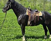 athletic-percheron-horse