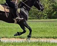 all-around-friesian-horse
