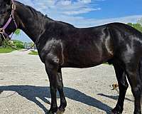 athletic-friesian-horse
