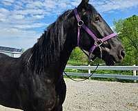 dressage-friesian-horse