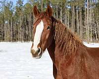 sorrel-blaze-hind-fetlock-horse