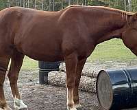 blaze-hind-fetlock-horse