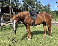adoptable-mustang-horse