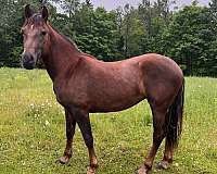 cross-foundation-filly
