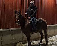 delivery-morgan-horse