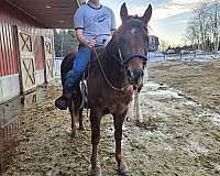 cross-foundation-friesian-morgan-horse