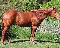quarter-horse-gelding